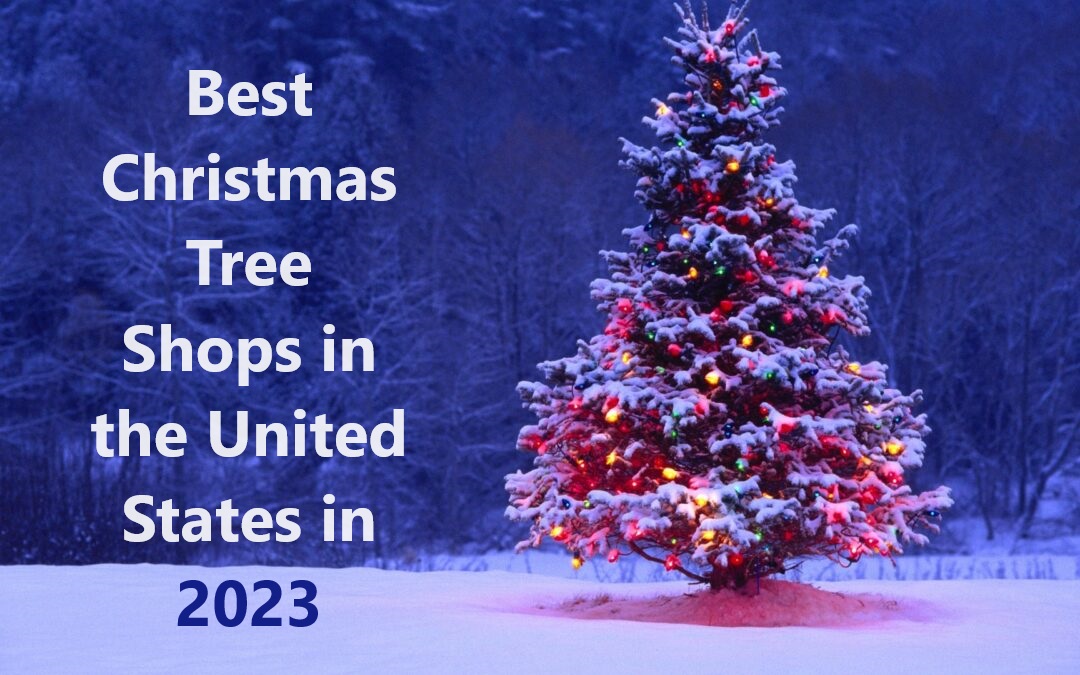 Best Christmas Tree Shops in the United States in 2023